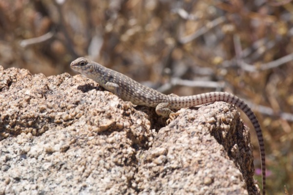 Northern Desert Iguana (Dipsosaurus dorsalis dorsalis)