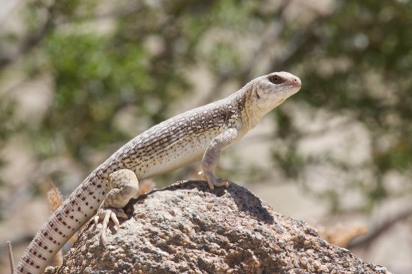 Northern Desert Iguana (Dipsosaurus dorsalis dorsalis)