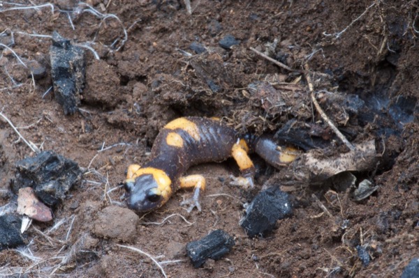 Large-blotched Ensatina (Ensatina eschscholtzii klauberi)