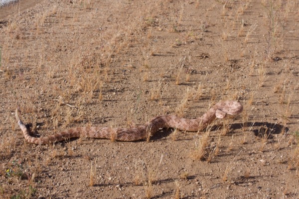 Southwestern Speckled Rattlesnake (Crotalus pyrrhus)