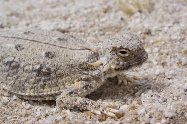 Flat-tailed Horned Lizard (Phrynosoma mcallii)