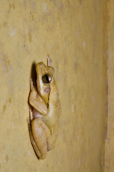 Common Hourglass Treefrog (Polypedates cruciger)