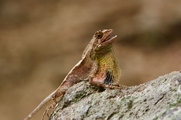 Black-spotted Kangaroo Lizard (Otocryptis nigristigma)