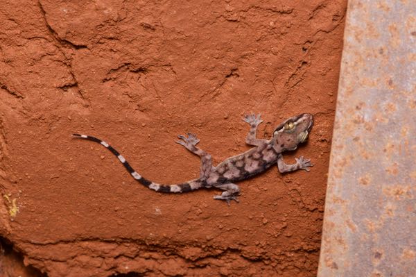 Kandyan Gecko (Hemidactylus depressus)