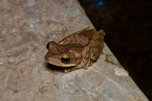 Common Hourglass Treefrog (Polypedates cruciger)