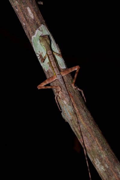 Black-spotted Kangaroo Lizard (Otocryptis nigristigma)