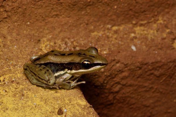 Sri Lanka Wood Frog (Hydrophylax gracilis)