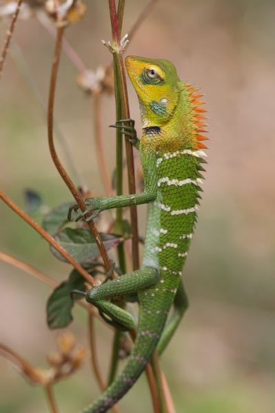 Common Green Forest Lizard (Calotes calotes)