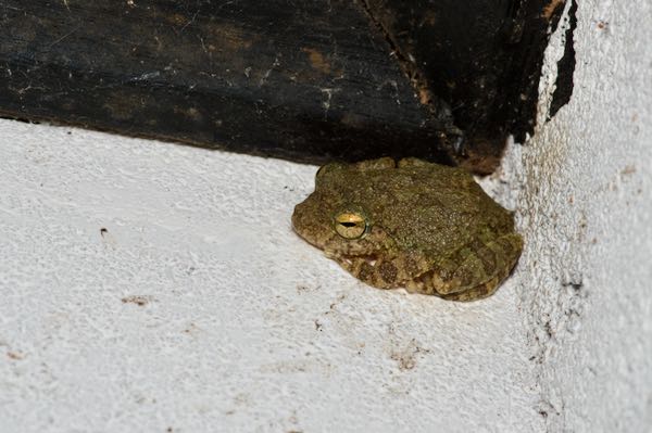Hollow-snouted Shrub Frog (Pseudophilautus cavirostris)