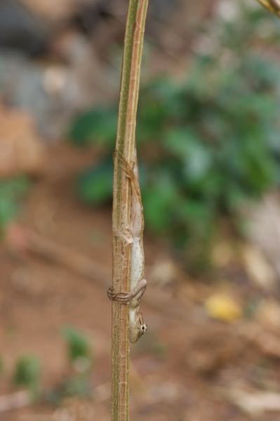 Oriental Garden Lizard (Calotes versicolor)