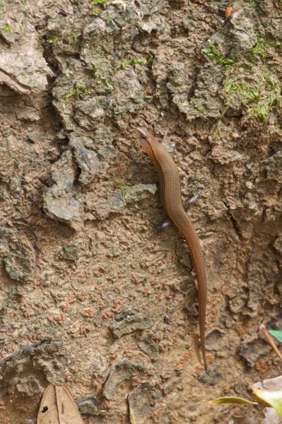 Common Lanka Skink (Lankascincus fallax)