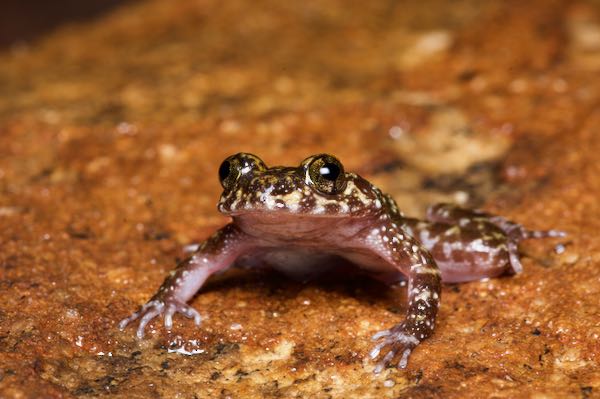 Kirtisinghe’s Rock Frog (Nannophrys marmorata)