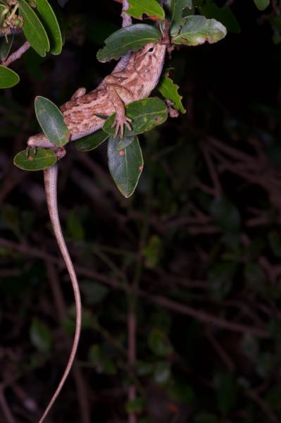 Oriental Garden Lizard (Calotes versicolor)