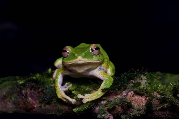 Stuart’s Shrub Frog (Pseudophilautus stuarti)