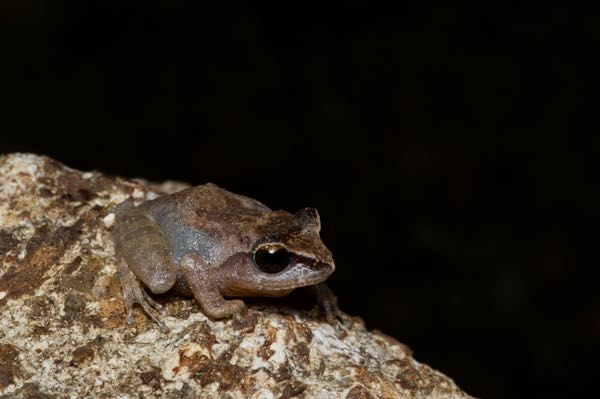 Steiner’s Shrub Frog (Pseudophilautus steineri)