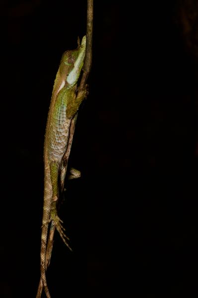 Leafnose Lizard (Ceratophora tennentii)