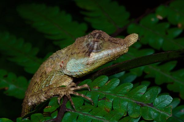 Leafnose Lizard (Ceratophora tennentii)