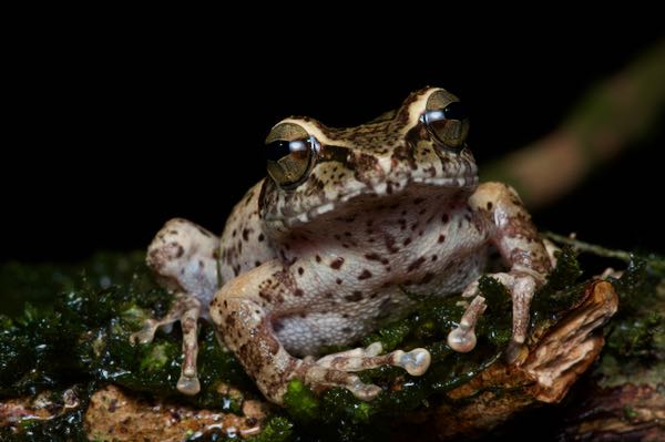Knuckles Shrub Frog (Pseudophilautus fulvus)