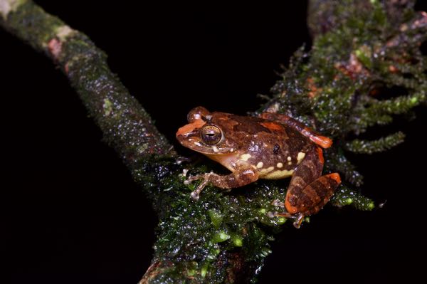 Muller’s Shrub Frog (Pseudophilautus sarasinorum)