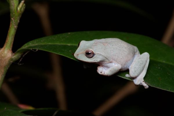 Hoffman’s Shrub Frog (Pseudophilautus hoffmanni)