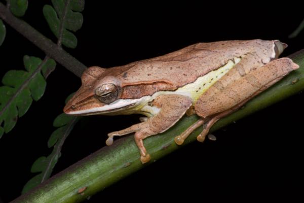 Saddled Tree Frog (Taruga eques)