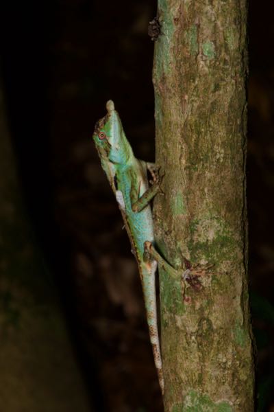 Leafnose Lizard (Ceratophora tennentii)