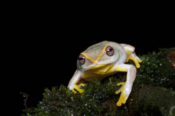 Hoffman’s Shrub Frog (Pseudophilautus hoffmanni)