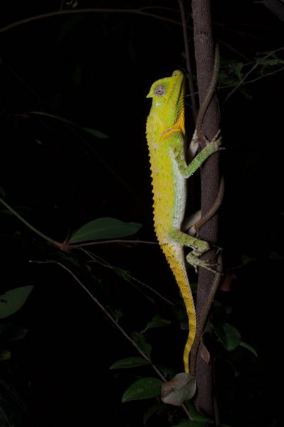 Hump-nosed Lizard (Lyriocephalus scutatus)