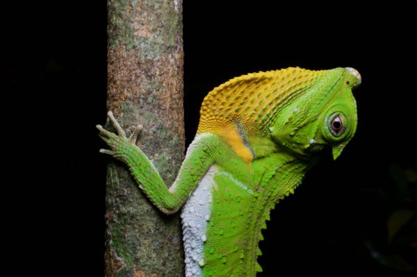 Hump-nosed Lizard (Lyriocephalus scutatus)