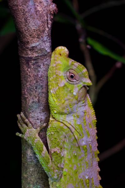 Hump-nosed Lizard (Lyriocephalus scutatus)