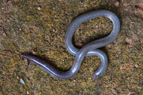 Cuvier’s Earth Snake (Rhinophis philippinus)