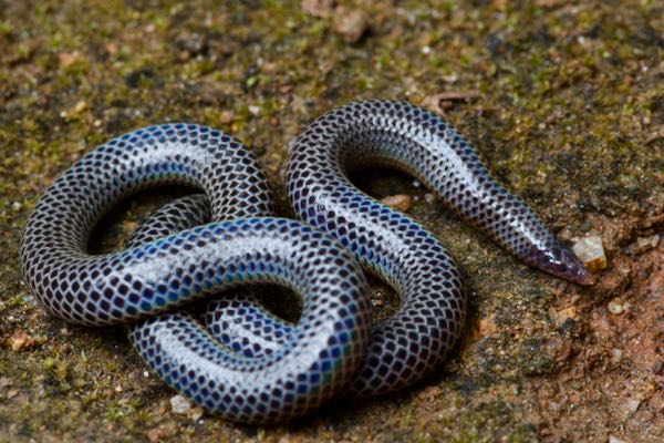Cuvier’s Earth Snake (Rhinophis philippinus)