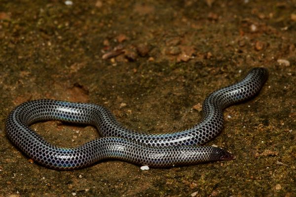 Cuvier’s Earth Snake (Rhinophis philippinus)