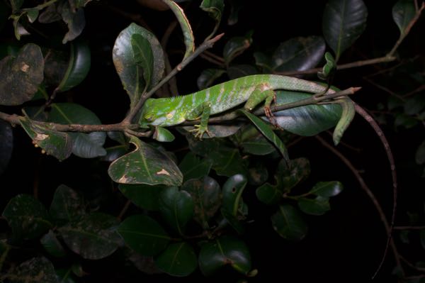 Pethiyagoda’s Crestless Lizard (Calotes pethiyagodai)