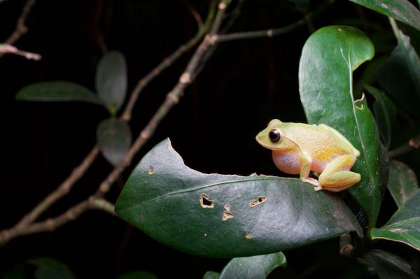 Stuart’s Shrub Frog (Pseudophilautus stuarti)