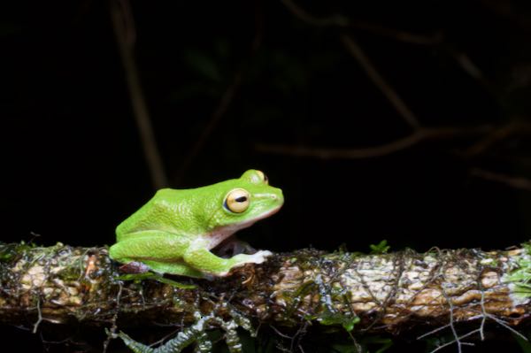 Moore’s Shrub Frog (Pseudophilautus mooreorum)