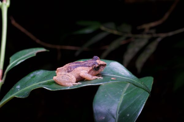 Steiner’s Shrub Frog (Pseudophilautus steineri)