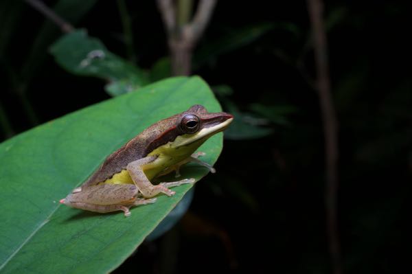 Saddled Tree Frog (Taruga eques)