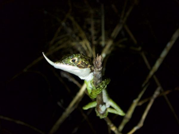 Rhino Horn Lizard (Ceratophora stoddartii)