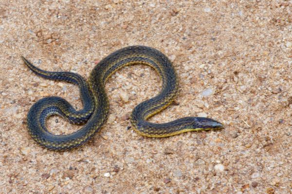 De Silva’s Rough-sided Snake (Aspidura desilvai)