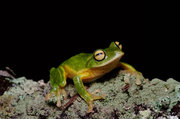 Round-snout Pygmy Frog (Pseudophilautus femoralis)