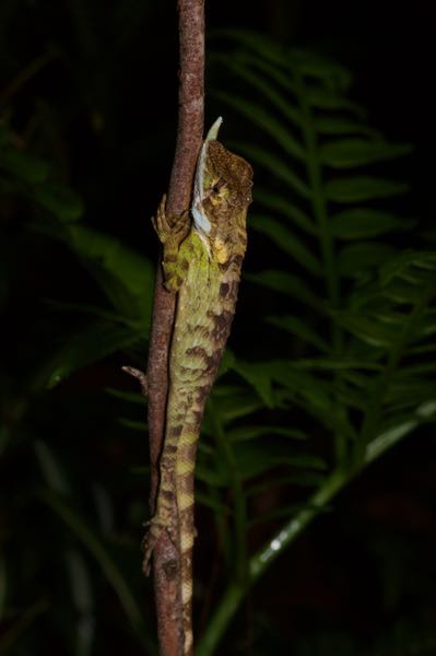 Rhino Horn Lizard (Ceratophora stoddartii)