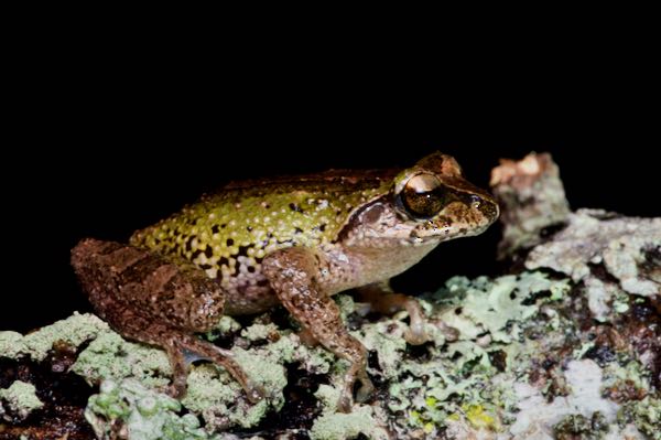 Small-eared Shrub Frog (Pseudophilautus microtympanum)