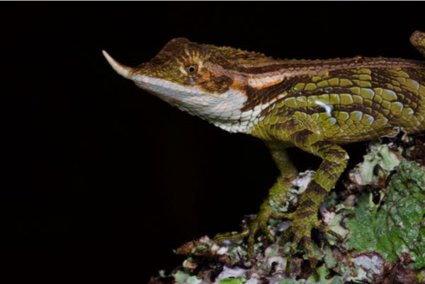 Rhino Horn Lizard (Ceratophora stoddartii)