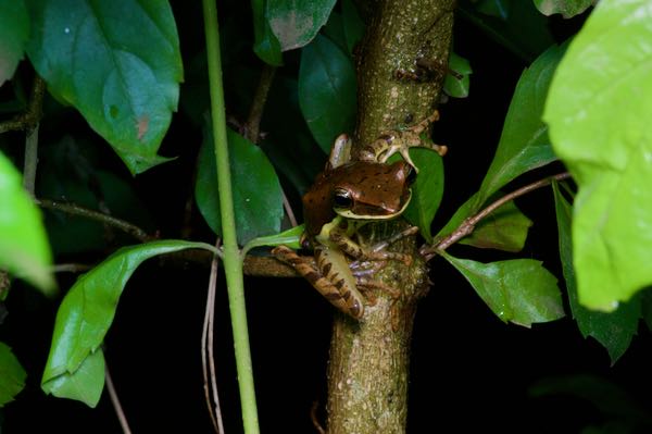 Saddled Tree Frog (Taruga eques)