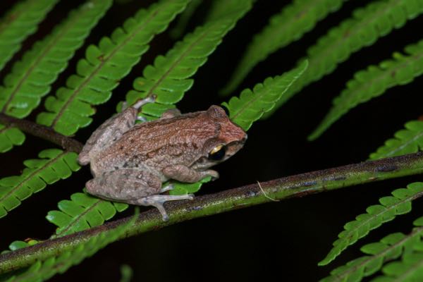 Small-eared Shrub Frog (Pseudophilautus microtympanum)