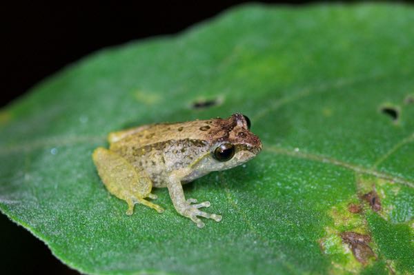 Webless Shrub Frog (Pseudophilautus hypomelas)