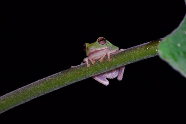Dull-green Shrub Frog (Pseudophilautus viridis)