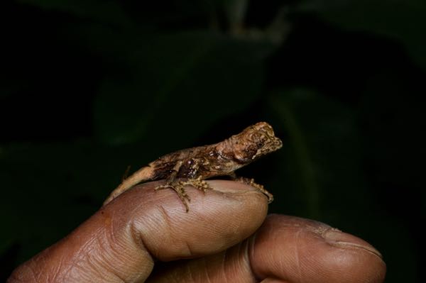 Rhino Horn Lizard (Ceratophora stoddartii)