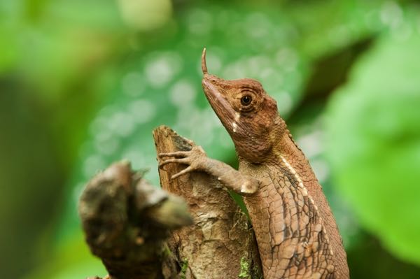 Rhino Horn Lizard (Ceratophora stoddartii)